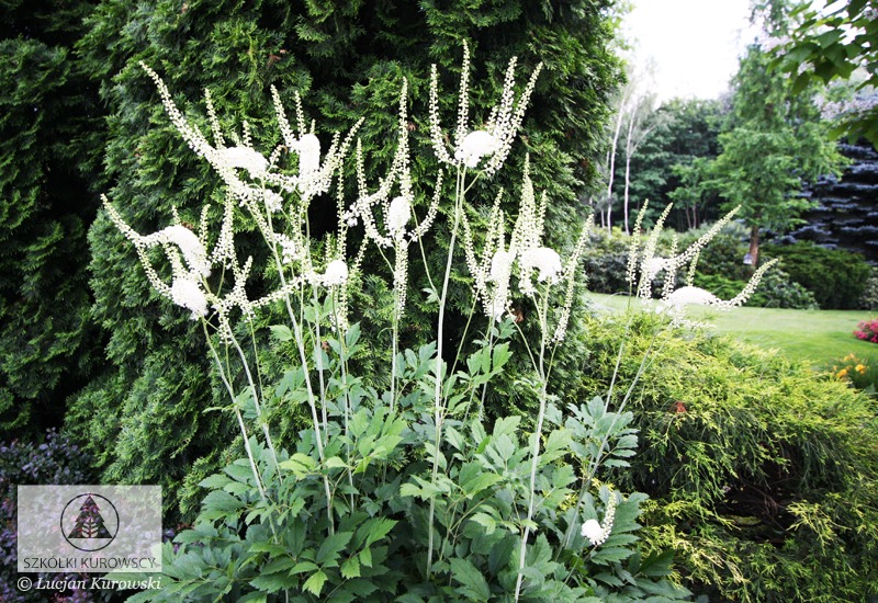 Perennat